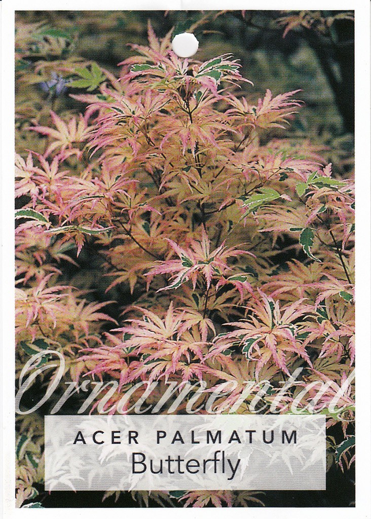 Acer palmatum Butterfly - Nishiki Nursery