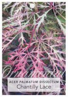 Acer-palmatum-dissectum-Chantilly-Lace-1