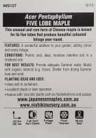 Acer-pentaphyllum-Five-Lobe-Maple-2