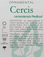 Cercis-canadensis-Eastern-Redbud-2
