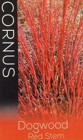 Cornus-sericea-Red-Stem-Dogwood-1