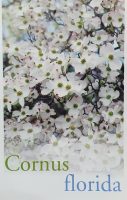 Cornus-florida-White-Flowering-Dogwood-1