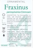 Fraxinus-pennsylvanica-cimmzam-2