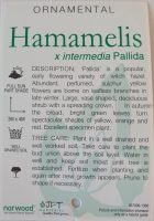 Hamamelis-intermedia-pallida-Yellow-Witch-Hazel-2