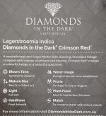 Lagerstroemia-Crimson-Red-Diamonds-in-the-Dark-2