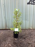 Metasequoia-glyptostroboides-Dawn-Redwood-20cm-768x1024