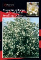 Michaelia-doltsopa-Seedling-1