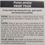 Prunus-persica-Dwarf-Fruiting-Peach-2
