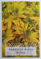 sambucus-canadensis-aurea-Golden-Elder-1